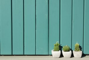 Drei Kerzen in Form von Kakteen