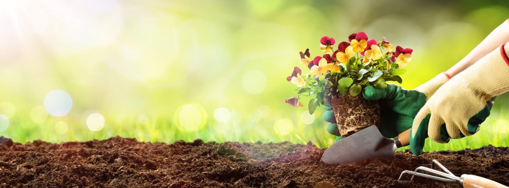 Gartenpflanzen: 6 wunderschöne Blumen für deinen Garten