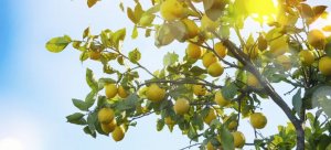 Zitronenbaum im Garten