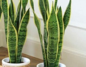 Sansevieria