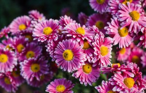 Chrysanthemen
