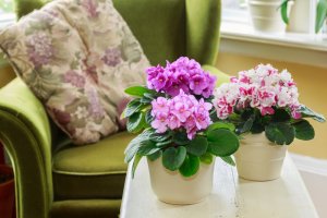 3 ideale Pflanzen für mehr Farbe im Herbst