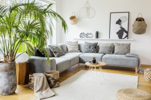 Wie du dein Zuhause mit Palmen verschönern kannst
