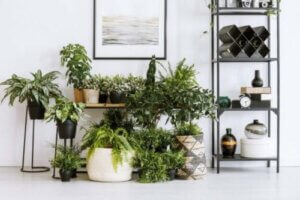 Pflanzen und Feng Shui: Weißt du, wie sie dir helfen können?