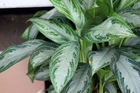 Diese Sorte aus der Familie der Araceae ist sattgrün und im Sommer blühen weiße Blüte.