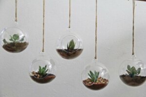 Araceae und Pilea Cadierei: Zwei großartige Pflanzen für Terrarien