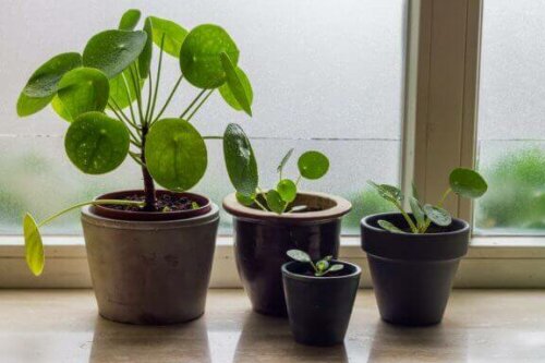 Der wissenschaftlicher Name dieser Pflanze ist Pilea Cadierei, aber sie ist allgemein als Pilea bekannt.