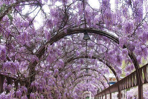 Die chinesische Wisteria ist berühmt für ihre lila Blüten und ihren schönen Duft, der die Sommerluft erfüllt.