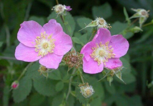 Die kalifornische Heckenrose ist ein in den USA und Mexiko beheimateter Strauch, der unter trockenen Bedingungen oder an Hügeln in einem trockenen Gebiet gedeiht.