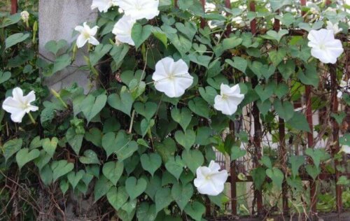 Nachtjasmin gehört zu den verschiedenen Arten von Kletterpflanzen, die sich perfekt in deinem Garten machen