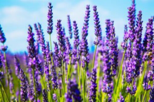 Lavendel