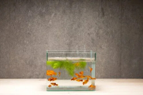 Aquarium dekorieren