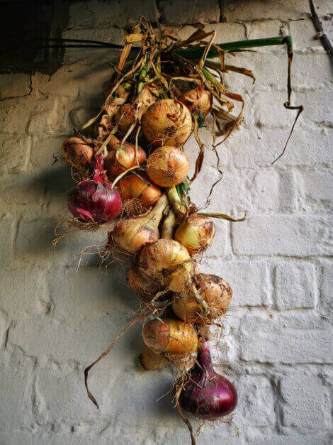 Trockenfrüchte: Zwiebelzopf für die Küche