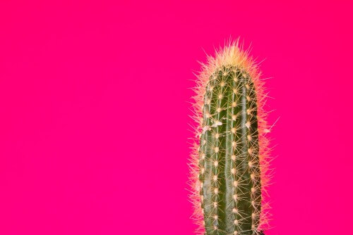 Kakteen: Lerne die verschiedenen Arten kennen