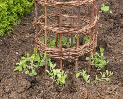 Klettergerüst für Pflanzen