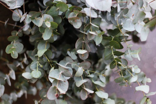 Mit Eukalyptus dekorieren und Frische ins Haus bringen